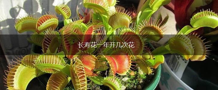 长寿花一年开几次花,第1张