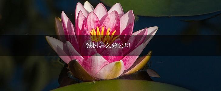 铁树怎么分公母,第1张