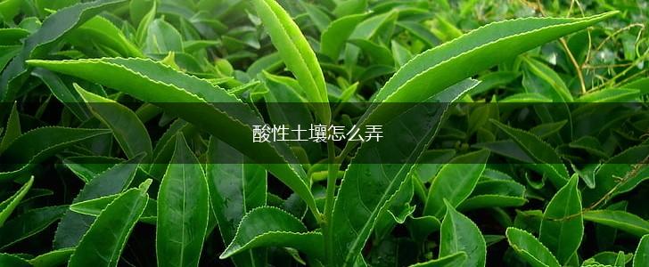 酸性土壤怎么弄,第1张