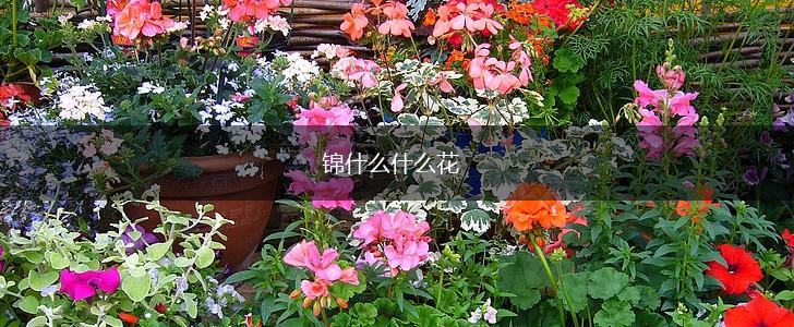 锦什么什么花,第1张