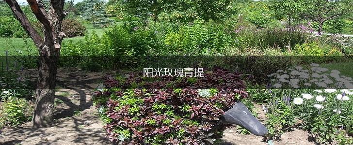 阳光玫瑰青提,第1张