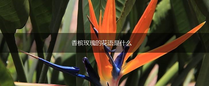 香槟玫瑰的花语是什么,第1张