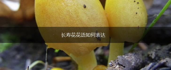 长寿花花语如何表达,第1张