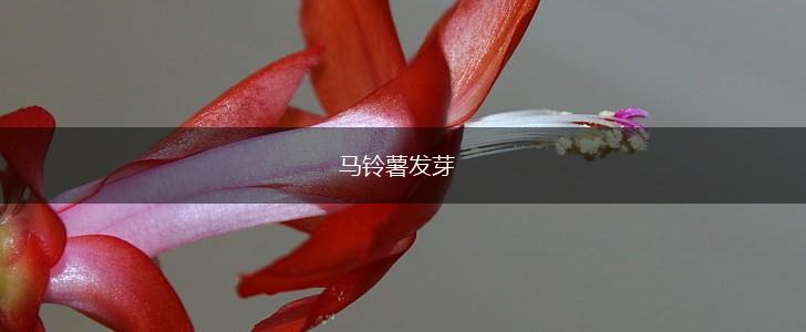马铃薯发芽,第1张