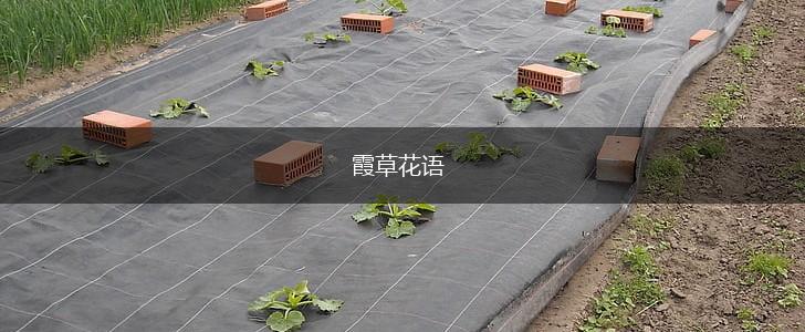 霞草花语,第1张