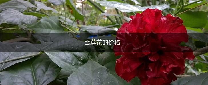 雪莲花的价格,第1张
