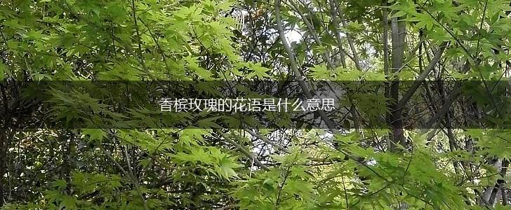 香槟玫瑰的花语是什么意思,第1张