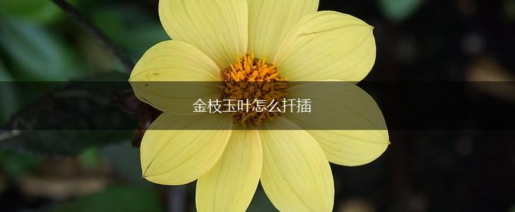 金枝玉叶怎么扦插,第1张