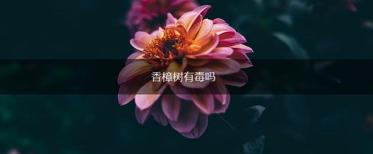 香樟树有毒吗,第1张