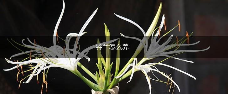 铃兰怎么养,第1张