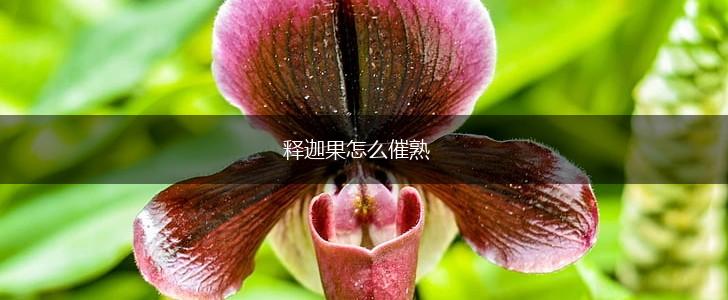 释迦果怎么催熟,第1张