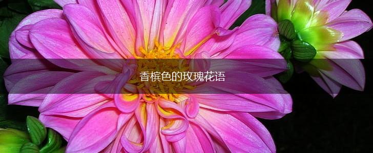 香槟色的玫瑰花语,第1张