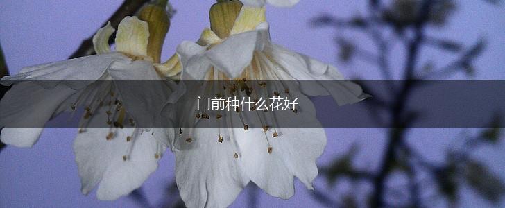 门前种什么花好,第1张