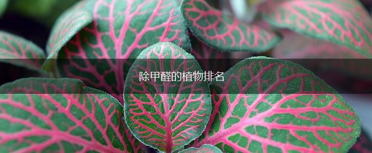 除甲醛的植物排名,第1张