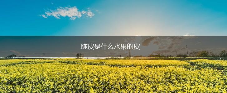 陈皮是什么水果的皮,第1张