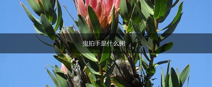 鬼拍手是什么树,第1张