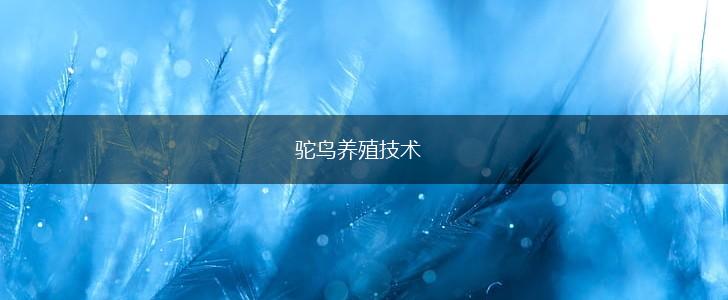 驼鸟养殖技术,第1张