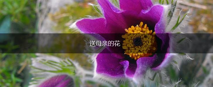 送母亲的花,第1张
