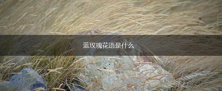 蓝玫瑰花语是什么,第1张