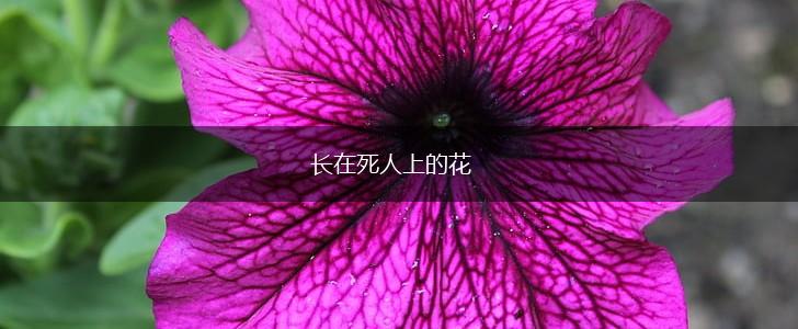 长在死人上的花,第1张
