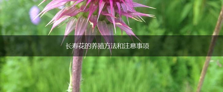 长寿花的养殖方法和注意事项,第1张