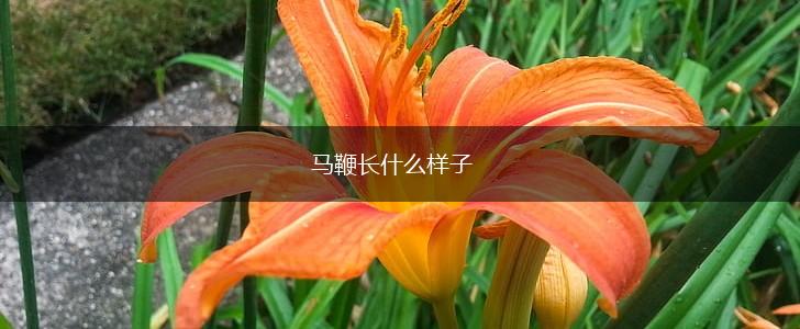 马鞭长什么样子,第1张