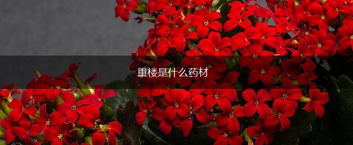 重楼是什么药材,第1张