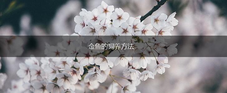 金鱼的饲养方法,第1张