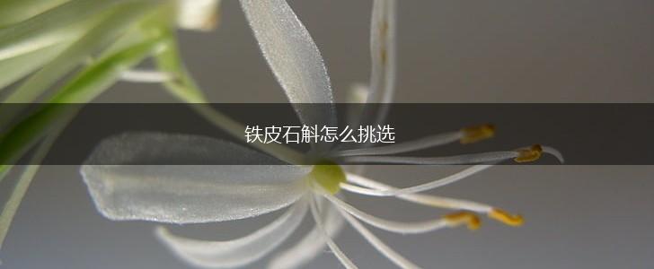 铁皮石斛怎么挑选,第1张