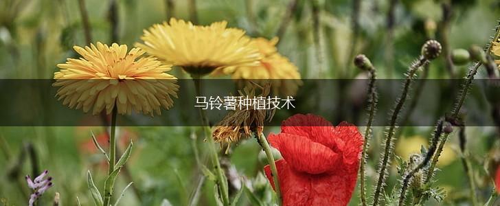 马铃薯种植技术,第1张