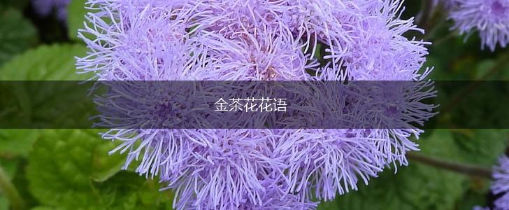 金茶花花语,第1张