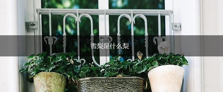 雪梨是什么梨,第1张
