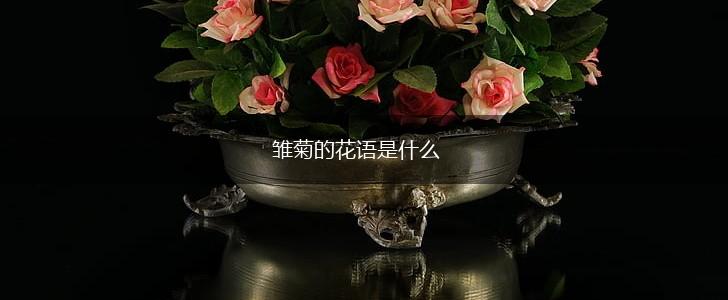 雏菊的花语是什么,第1张