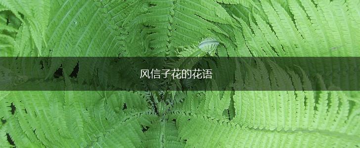 风信子花的花语,第1张