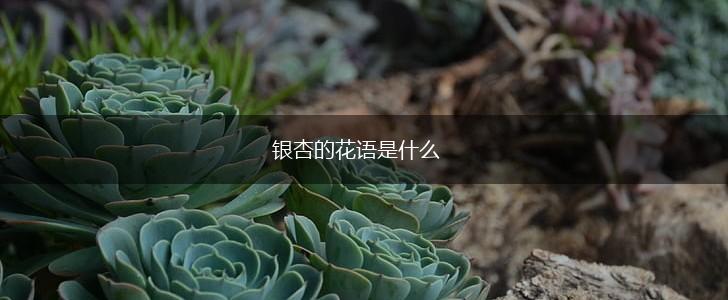 银杏的花语是什么,第1张