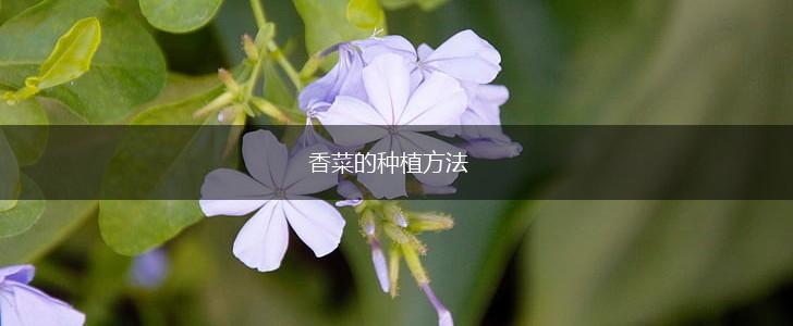 香菜的种植方法,第1张