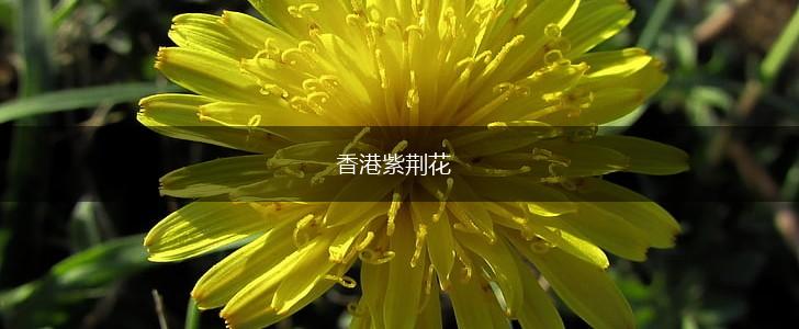 香港紫荆花,第1张