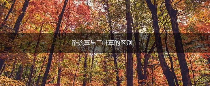 酢浆草与三叶草的区别,第1张 酢浆草与三叶草的区别,第1张