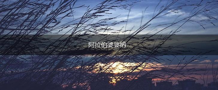 阿拉伯婆婆纳,第1张