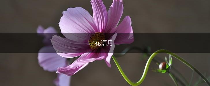 花语月,第1张