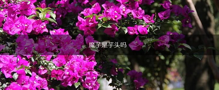 魔芋是芋头吗,第1张