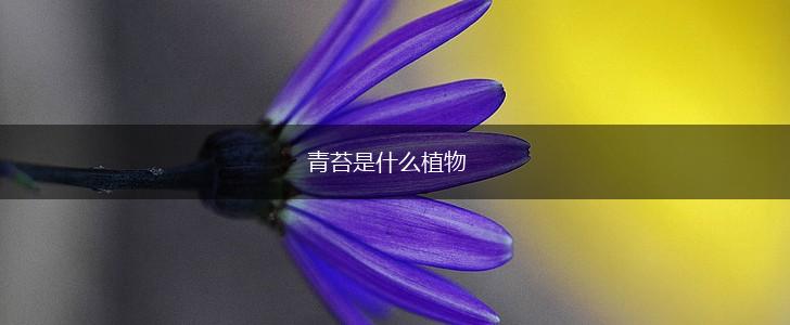 青苔是什么植物,第1张