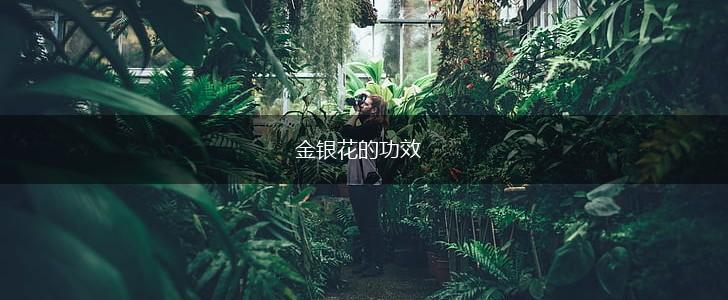金银花的功效,第1张