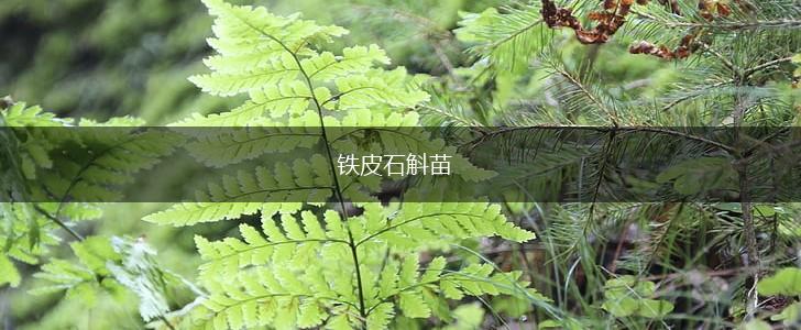 铁皮石斛苗,第1张