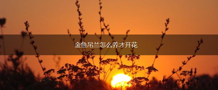 金鱼吊兰怎么养才开花,第1张