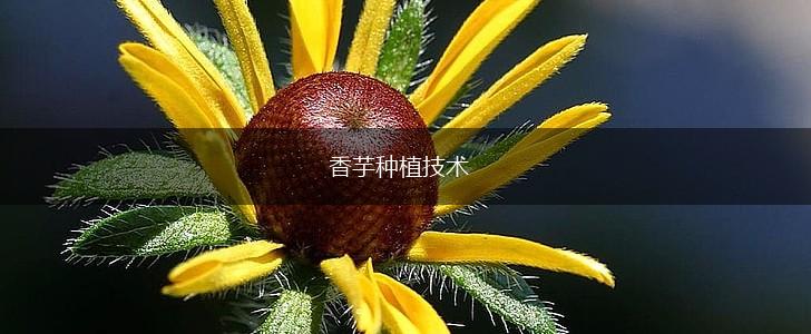 香芋种植技术,第1张
