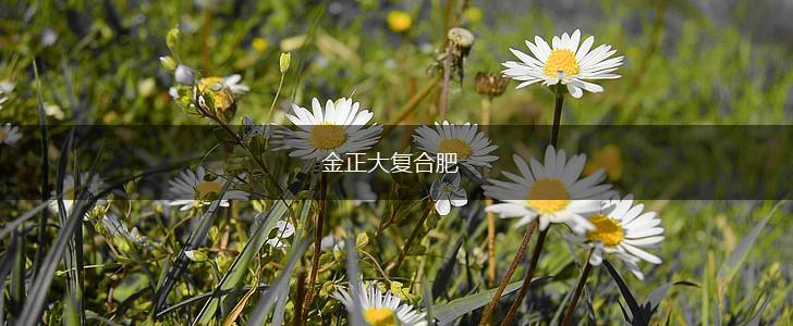 金正大复合肥,第1张