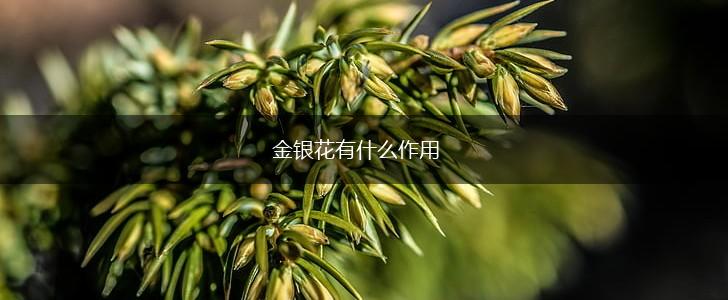 金银花有什么作用,第1张