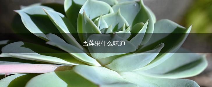 雪莲果什么味道,第1张