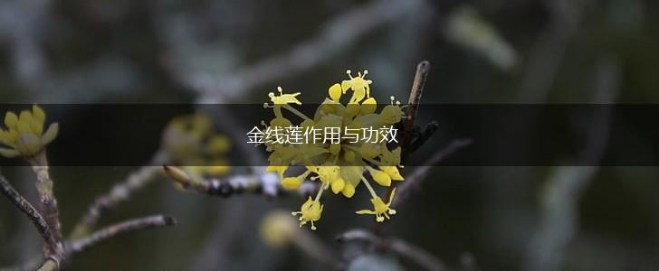 金线莲作用与功效,第1张 金线莲作用与功效,第1张
